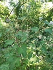 Arctium tomentosum