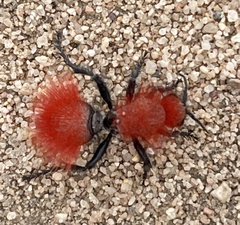 Dasymutilla flammifera