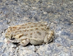 Strauchbufo raddei