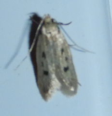 Martyringa latipennis