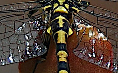 Onychogomphus forcipatus