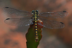 Onychogomphus forcipatus