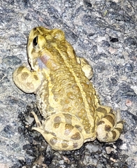 Strauchbufo raddei