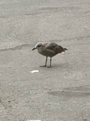 Larus