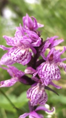 Dactylorhiza lapponica