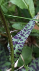 Dactylorhiza lapponica