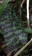 Dactylorhiza lapponica