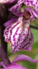 Dactylorhiza lapponica