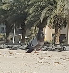 Columba livia domestica