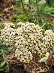 Achillea millefolium