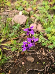 Sisyrinchium scabrum
