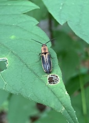 Megapenthes limbalis