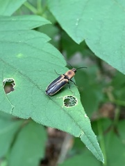 Megapenthes limbalis