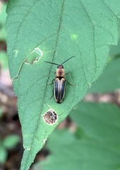 Megapenthes limbalis
