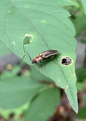 Megapenthes limbalis
