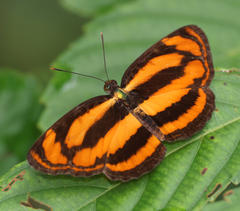 Pantoporia
