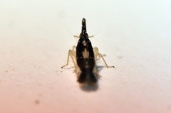 Terauchiana singularis