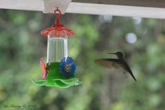 Eupetomena cirrochloris