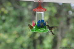 Eupetomena cirrochloris