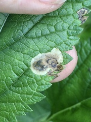 Calycomyza verbenae