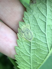 Calycomyza verbenae
