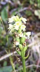 Pseudorchis straminea