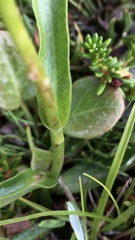 Pseudorchis straminea