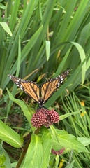 Danaus plexippus