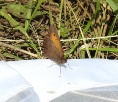 Hyponephele lycaon