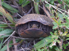 Kinosternon subrubrum subrubrum