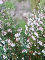Erica scabriuscula