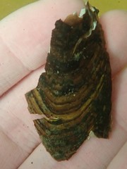 Elliptio complanata