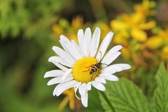 Typocerus sparsus