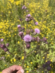 Cirsium arvense