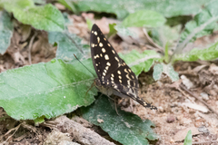 Lexias canescens