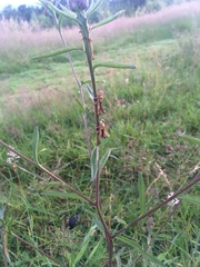 Entomophaga grylli