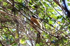 Telophorus olivaceus