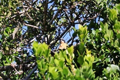 Telophorus olivaceus