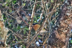 Telophorus olivaceus