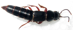 Platyprosopinae
