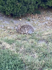 Sylvilagus floridanus