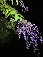 Hyptis odorata