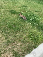 Sylvilagus floridanus