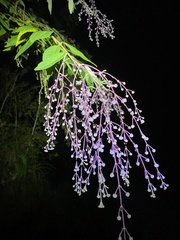 Hyptis odorata