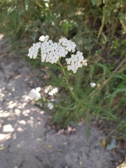 Achillea millefolium