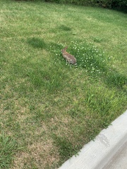 Sylvilagus floridanus