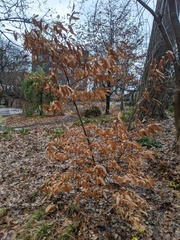 Lindera glauca salicifolia