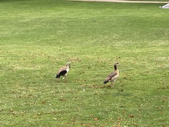 Alopochen aegyptiaca