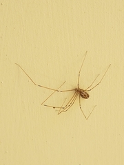 Holocnemus pluchei