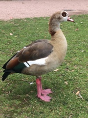 Alopochen aegyptiaca